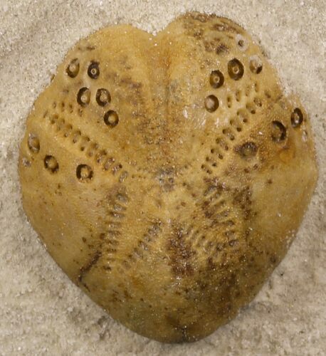 Lovenia Sea Urchin Fossil - Beaumaris, Australia #31069